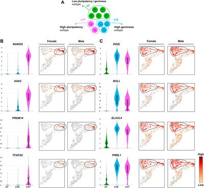 Single-Cell RNA Sequencing Revealed the Heterogeneity of Gonadal Primordial Germ Cells in Zebra Finch (Taeniopygia guttata)